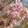 Viburnum Bodnantense 'Dawn'