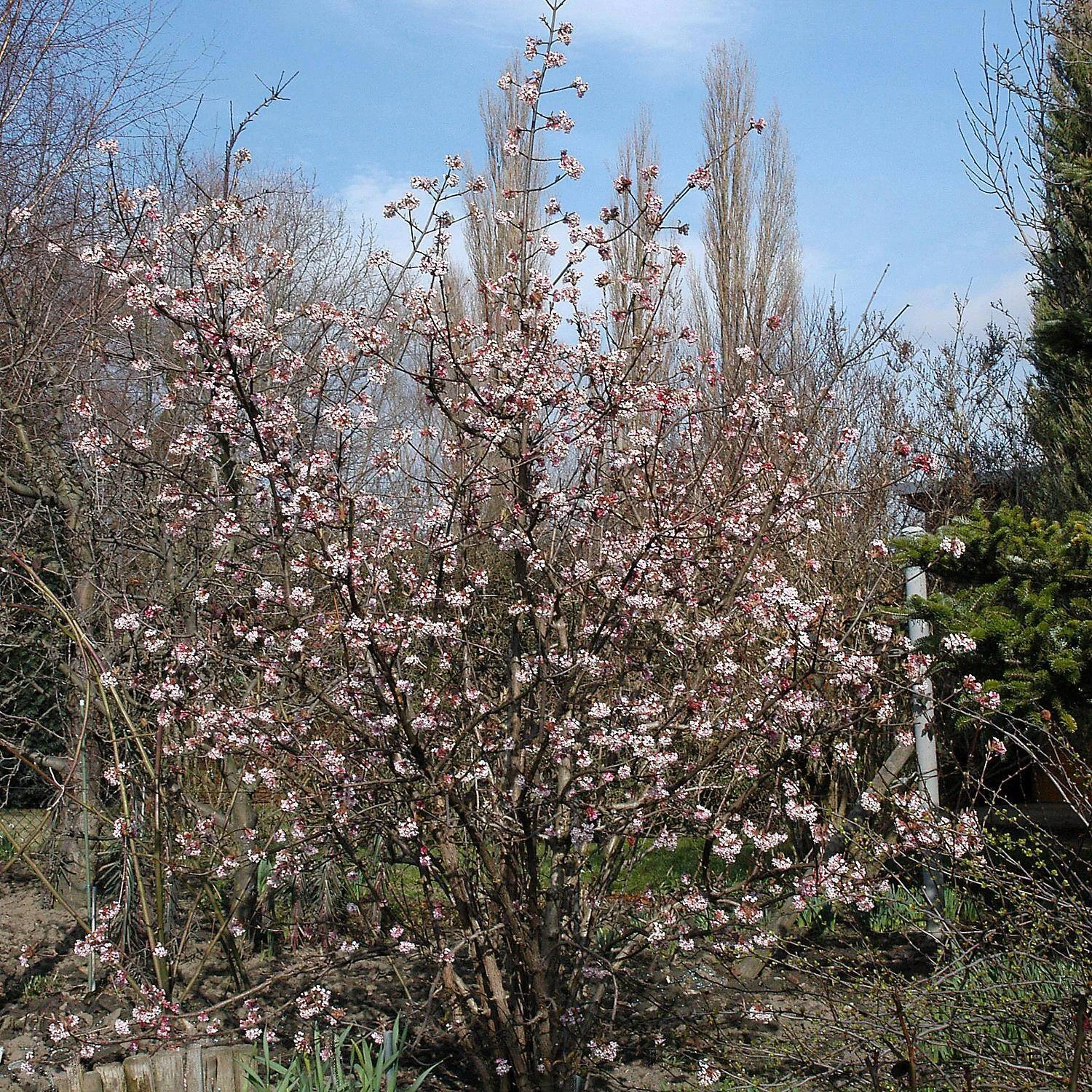 Viburnum Bodnantense 'Dawn' – Bild 2