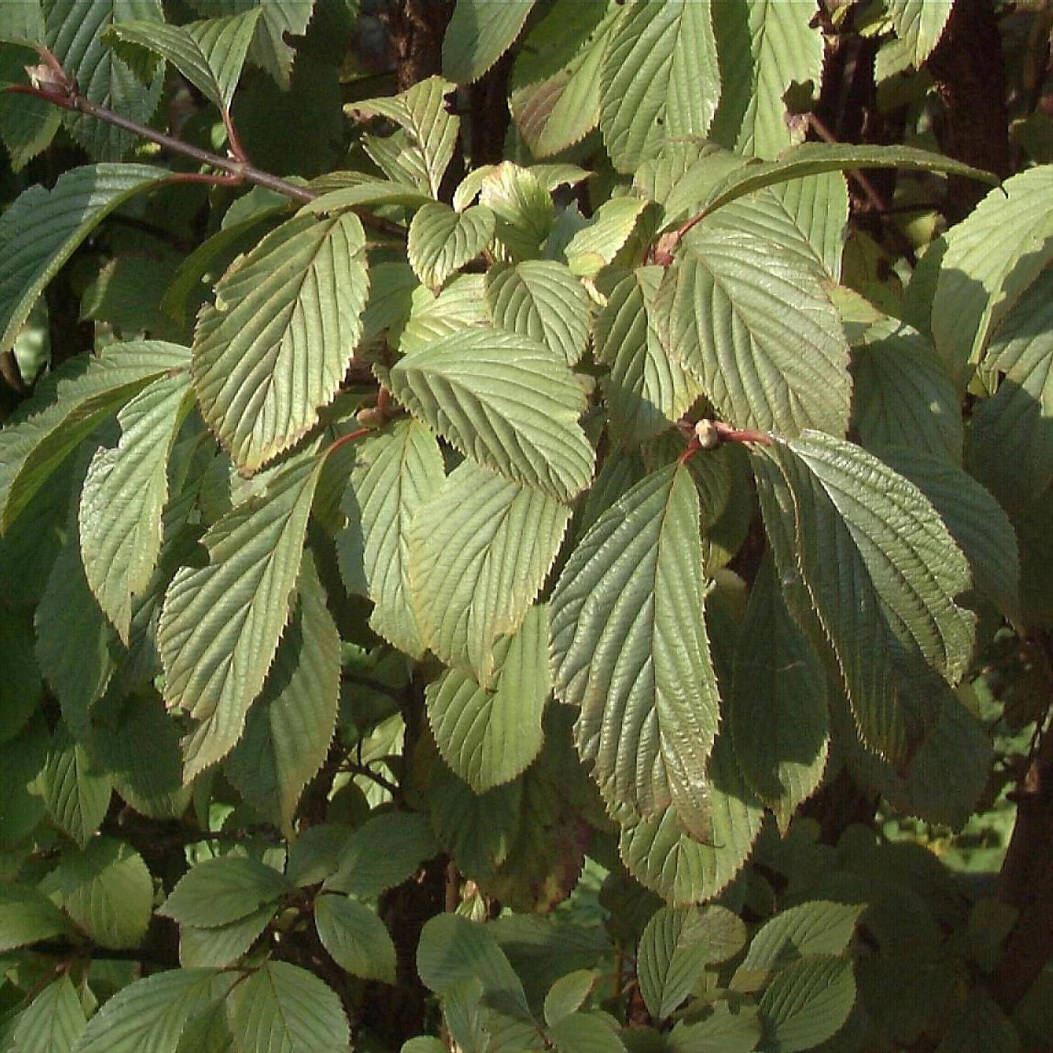 Viburnum Bodnantense 'Dawn' – Bild 3