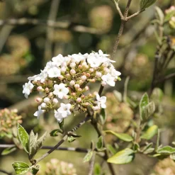Viburnum Carlcephalum
