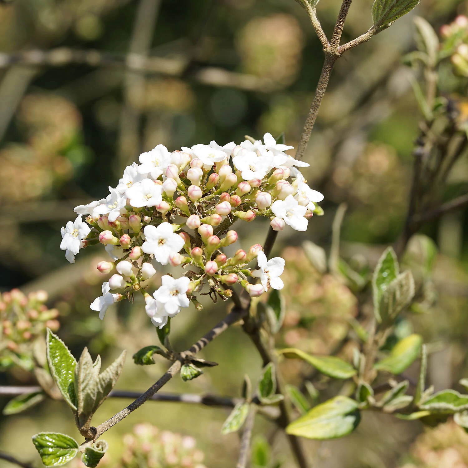Viburnum Carlcephalum
