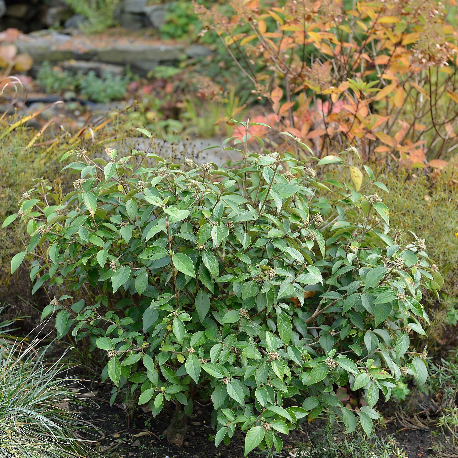 Viburnum 'Eskimo' – Bild 2