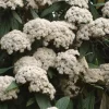Viburnum Rhytidophyllum