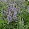 Vitex Agnus-castus Latifolia