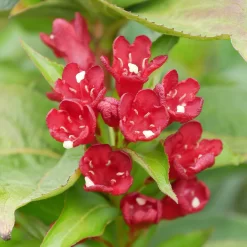 Weigela Florida 'Cherry Love'