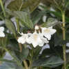 Weigela Florida 'Ebony And Ivory'