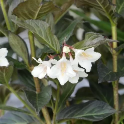 Weigela Florida 'Ebony And Ivory'
